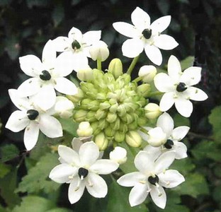 Arabian Star Flower